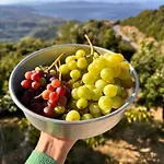 Rastoni Pelion Guest house