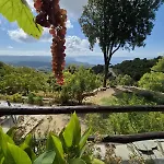 Rastoni Pelion 3*