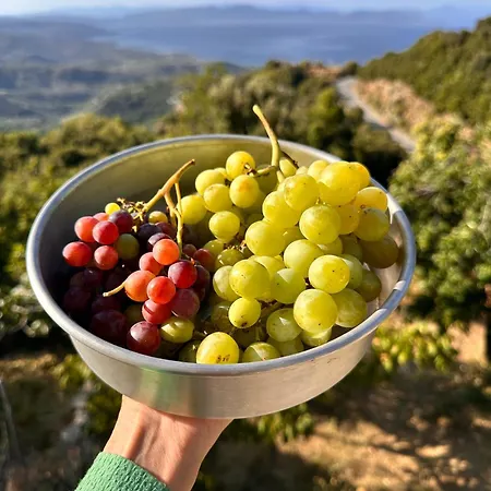 Rastoni Pelion Pensión